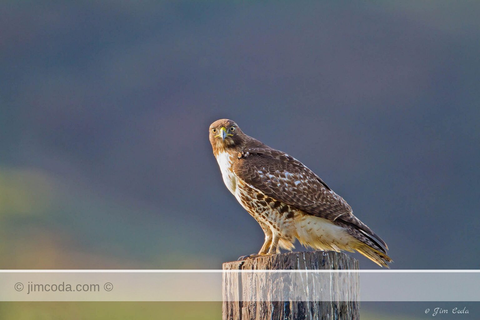 Red-tailed Hawk perches on a fence post looking for its next meal at Point Reyes National Seashore.