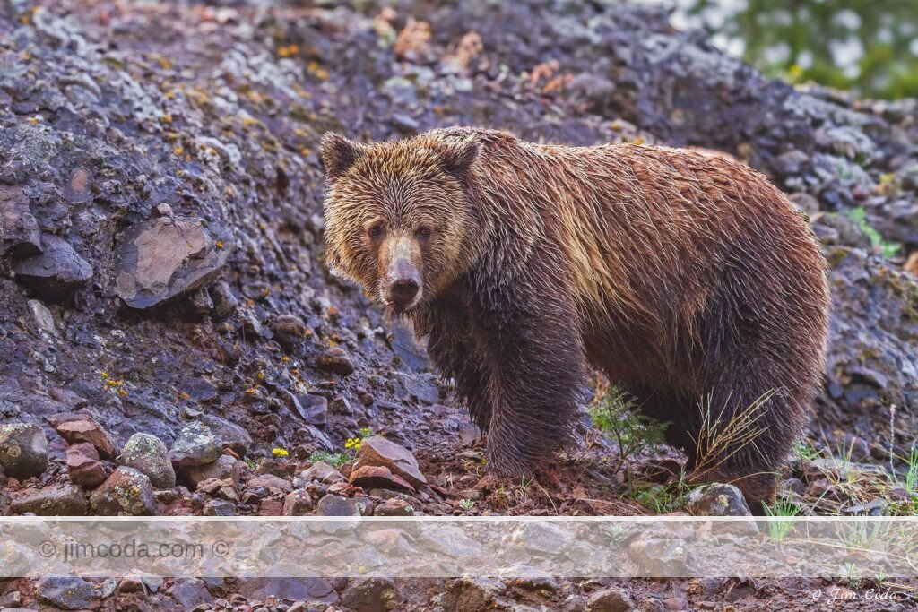 A grizzly bear feeds above the Lamar River in Yellowstone National Park.