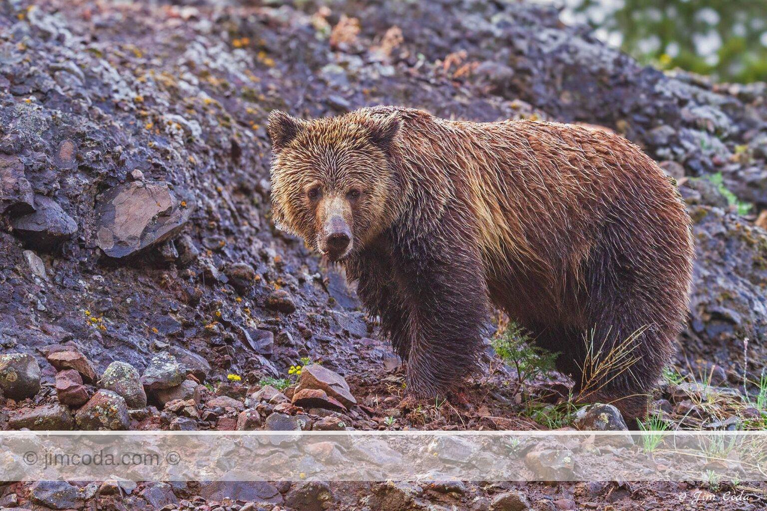 A grizzly bear feeds above the Lamar River in Yellowstone National Park.