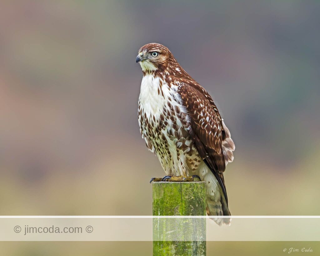 A red-tailed hawk perches on a fence post looking for its next meal at Point Reyes National Seashore.