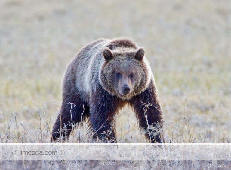 Grizzly bear feeding near Swan Lake, Yellowstone National Park.