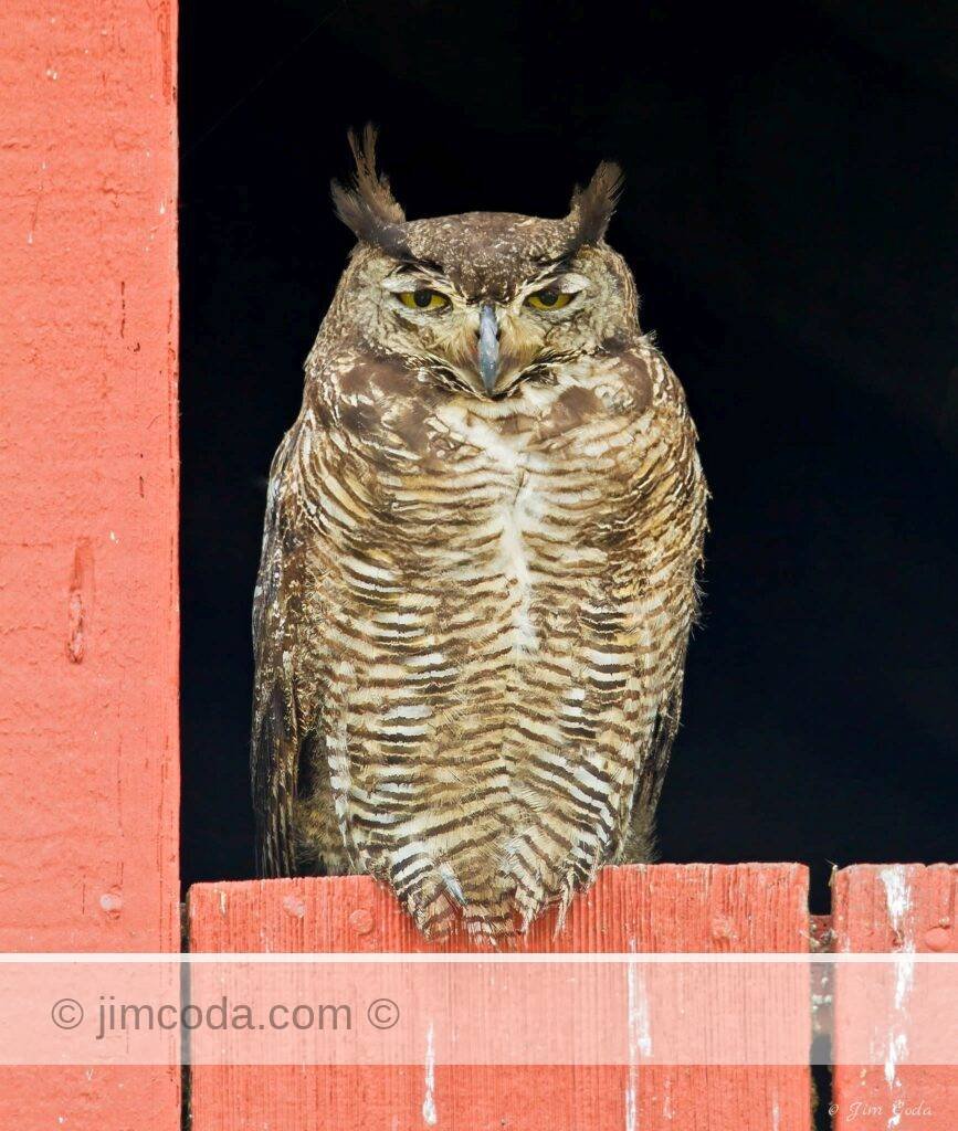 A great horned owl sits in a barn window.
