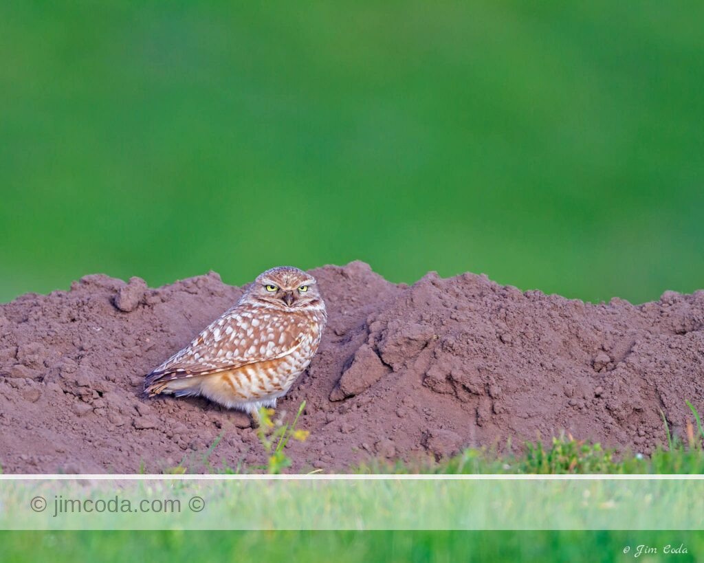 Burrowing Owl resting at Point Reyes National Seashore.