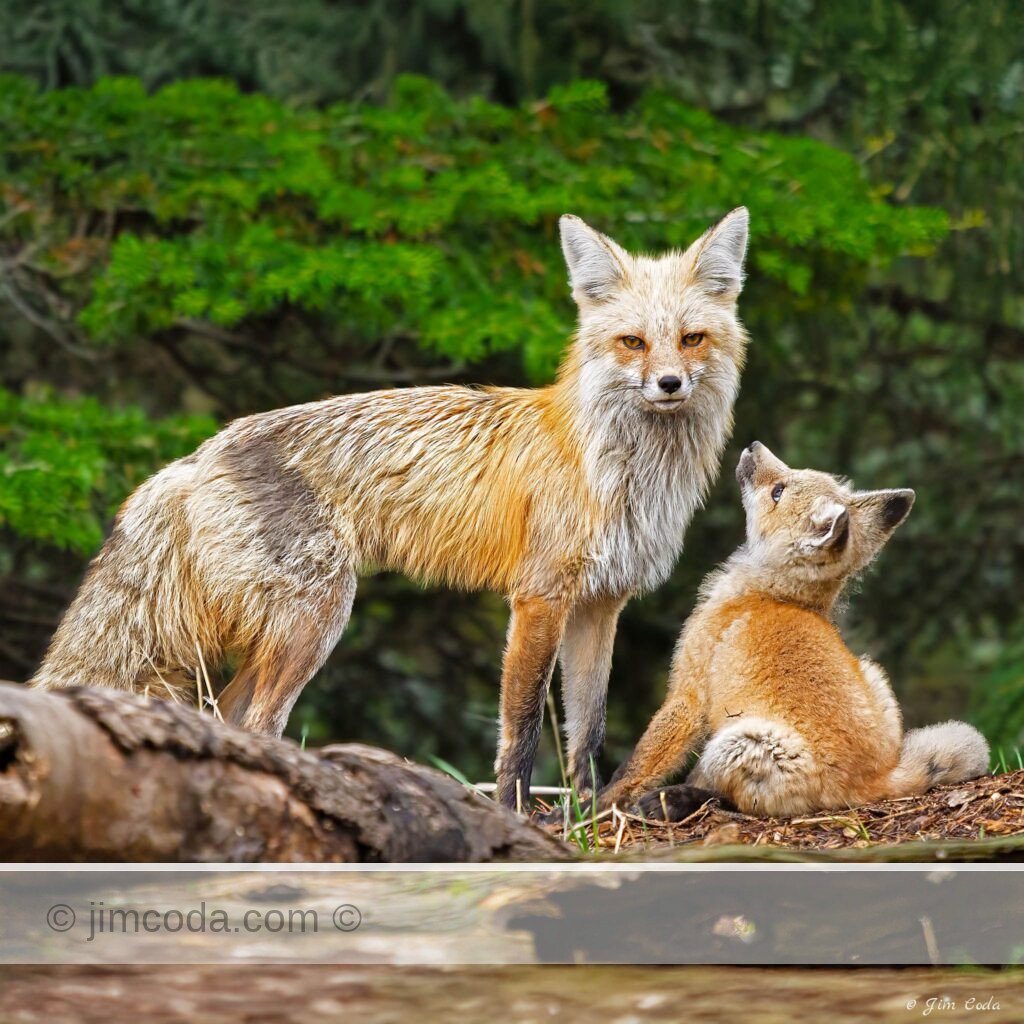 A red fox kit stares at its mother.