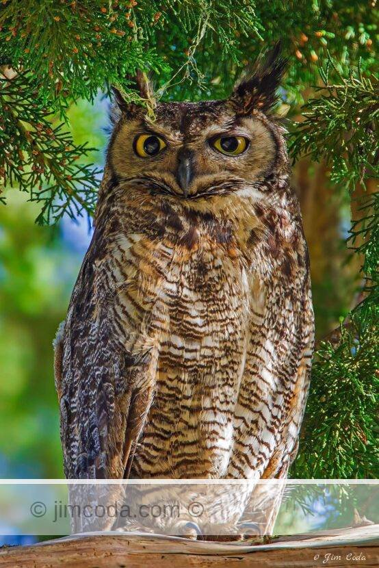 Great Horned Owl perches on a limb in Point Reyes National Seashore.