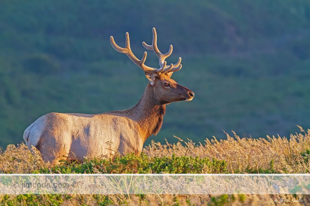 A bull tule elk in the elk enclosure, known as the Tomales Point Elk Reserve, stares at the setting sun.