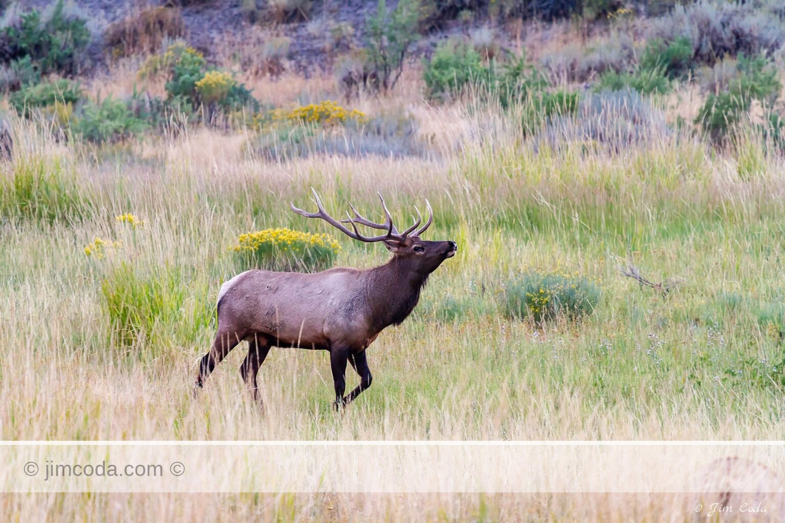 A bull elk is seen during the rut in Yellowstone National Park.