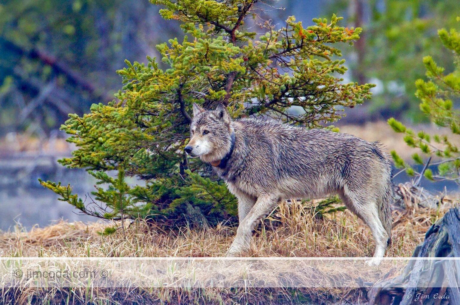 This image was captured at Twin Lakes. The wolf stands near the carcass of a cow elk it had killed.