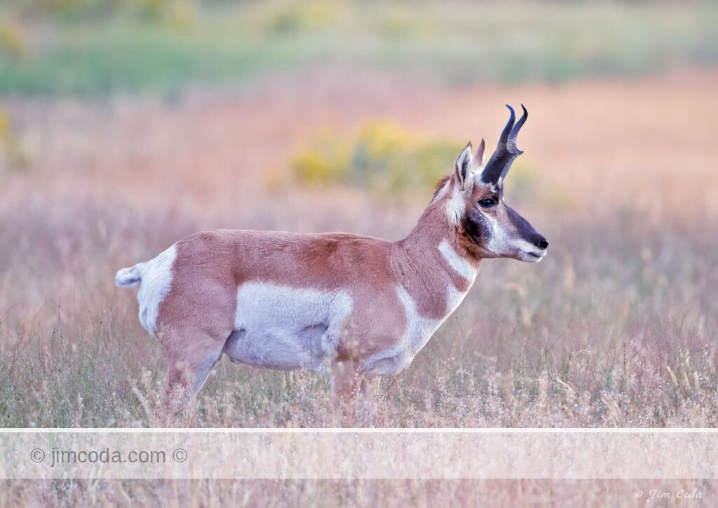 A pronghorn buck stares across his territory near the north entrance to Yellowstone National Park.