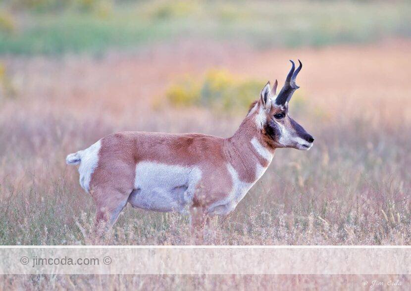 A pronghorn buck stares across his territory near the north entrance to Yellowstone National Park.