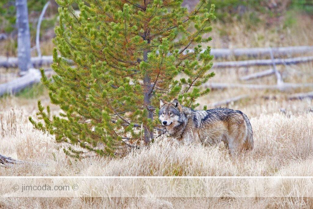 A gray wolf stands near an elk carcass its pack killed, but the carcass was quickly taken over by a large grizzly bear.