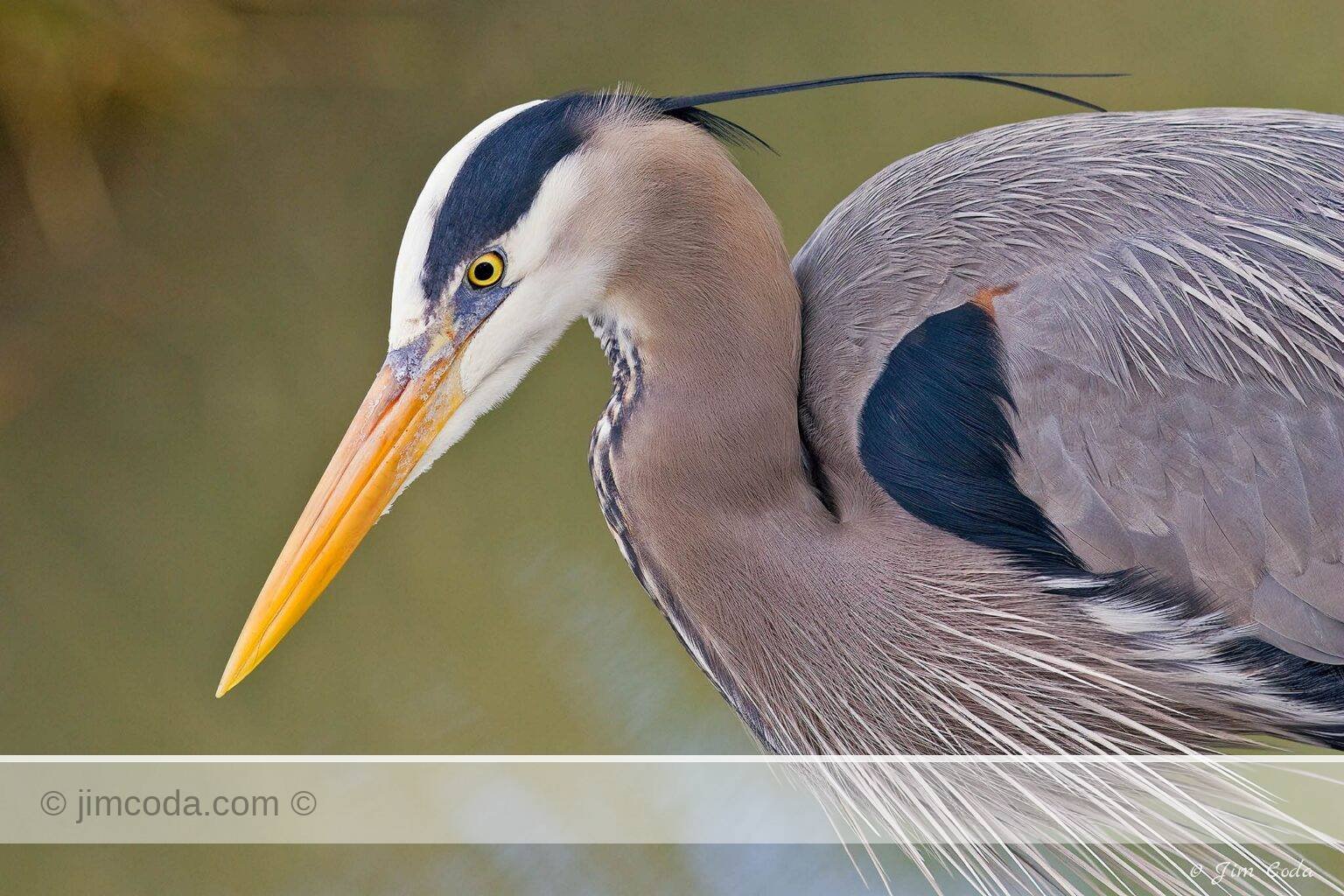 A great blue heron waits for a fish to appear at Loch Lomond Marina.