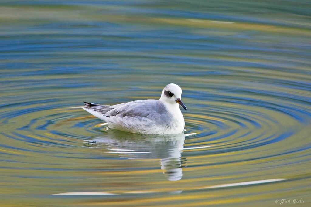 A red phalarope swims in a shallow pool off Richardson Bay.