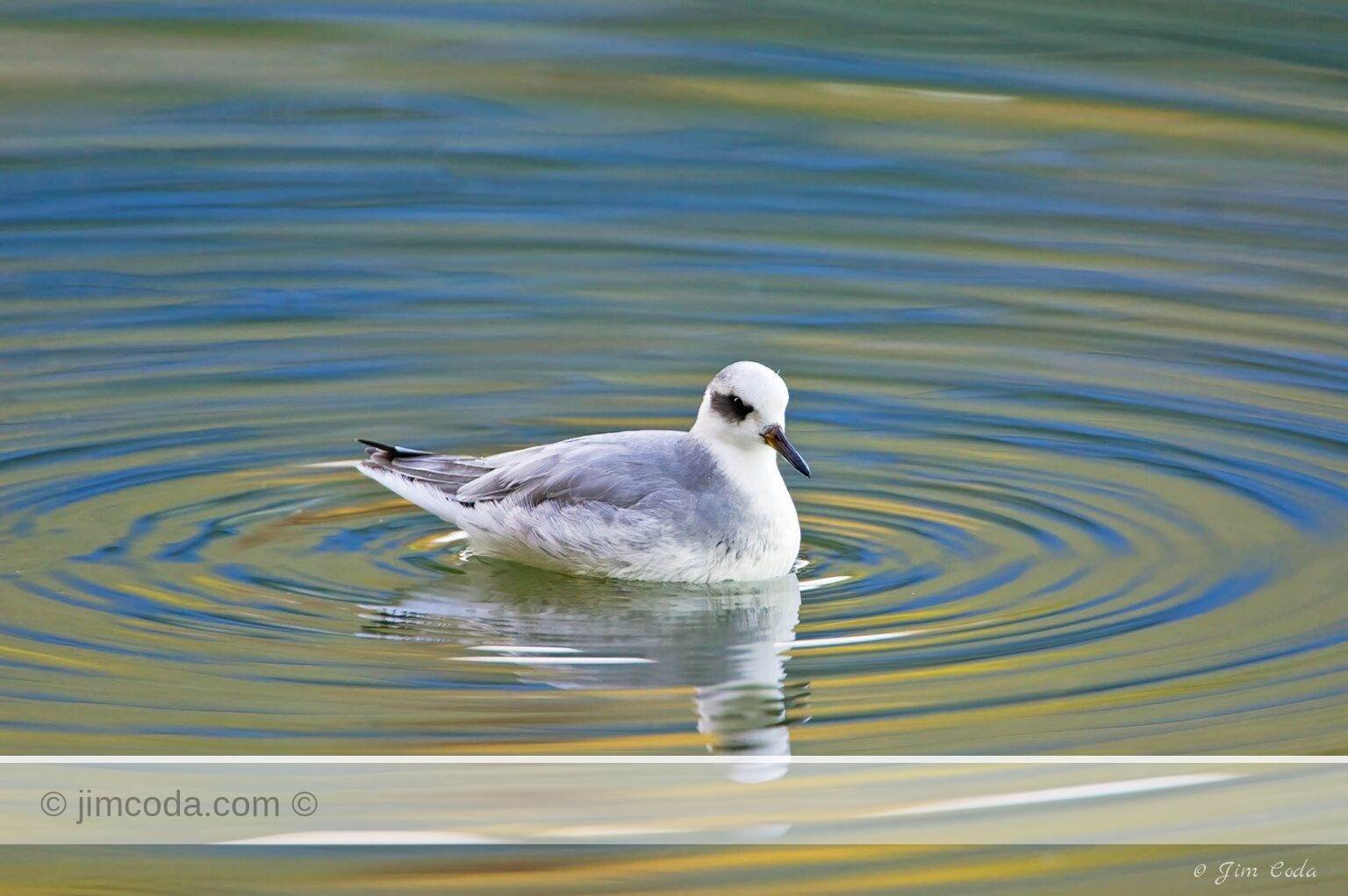A red phalarope swims in a shallow pool off Richardson Bay.