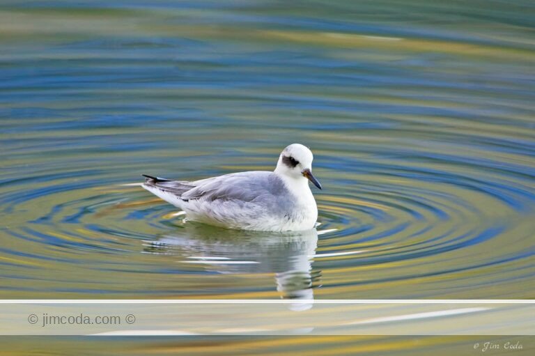 A red phalarope swims in a shallow pool off Richardson Bay.