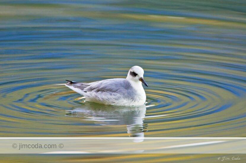 A red phalarope swims in a shallow pool off Richardson Bay.