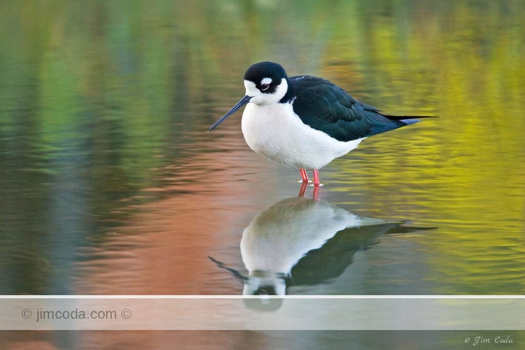 A black-necked stilt rests in shallow water in the Richardson Bay area of San Francisco Bay.