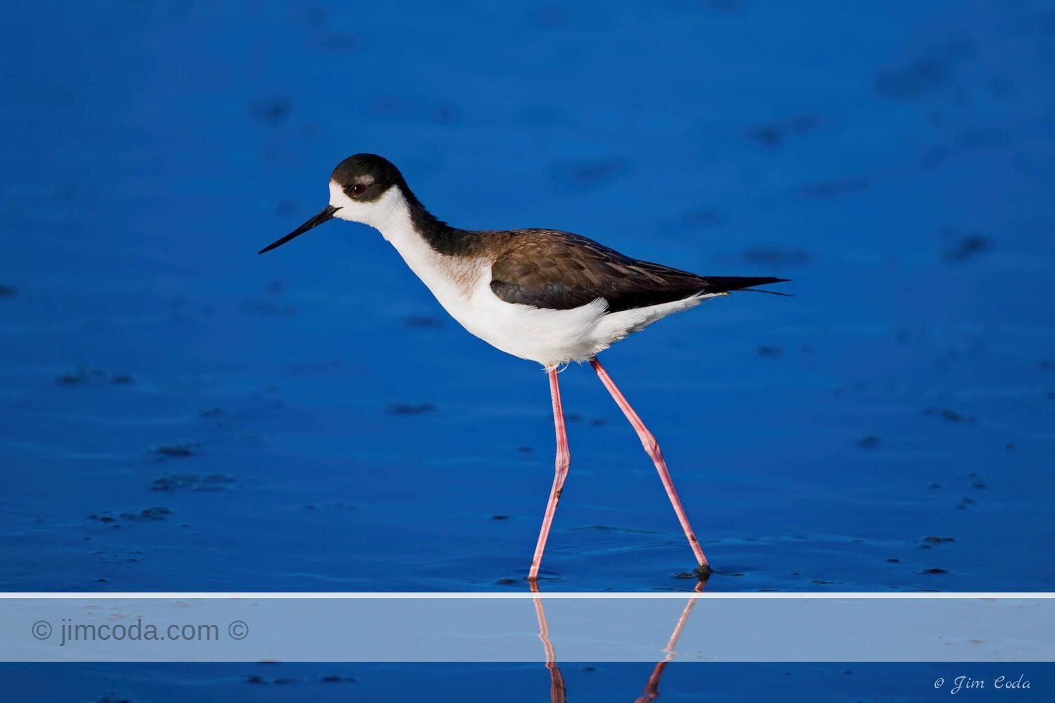 A black-necked stilt looks for food in San Francisco Bay.