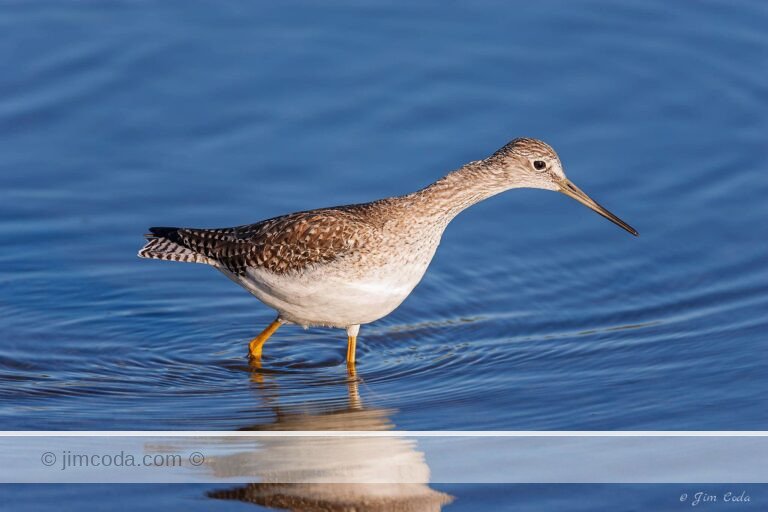 A greater yellowlegs shorebird hunts for food in Shoreline Park.