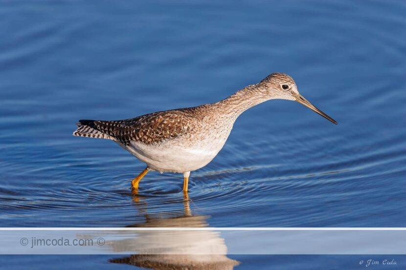 A greater yellowlegs shorebird hunts for food in Shoreline Park, San Francisco Bay.
