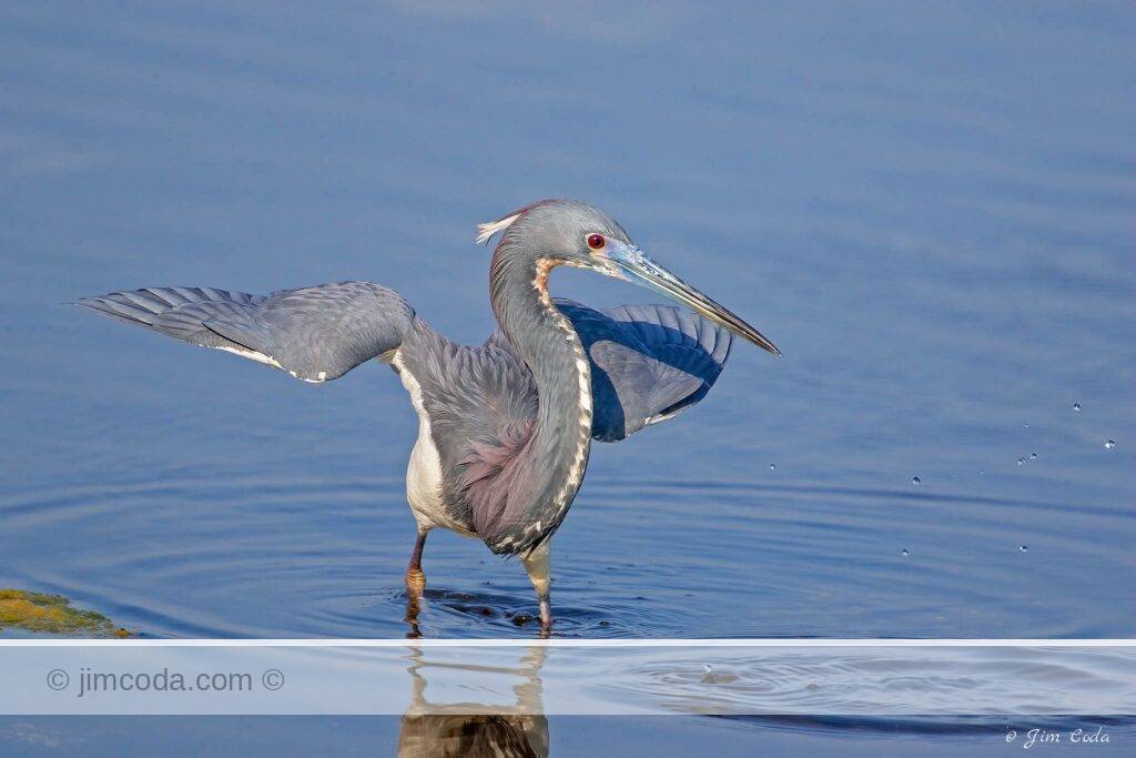 A tri-colored heron misses a fish in the Ding Darling National Wildlife Refuge.