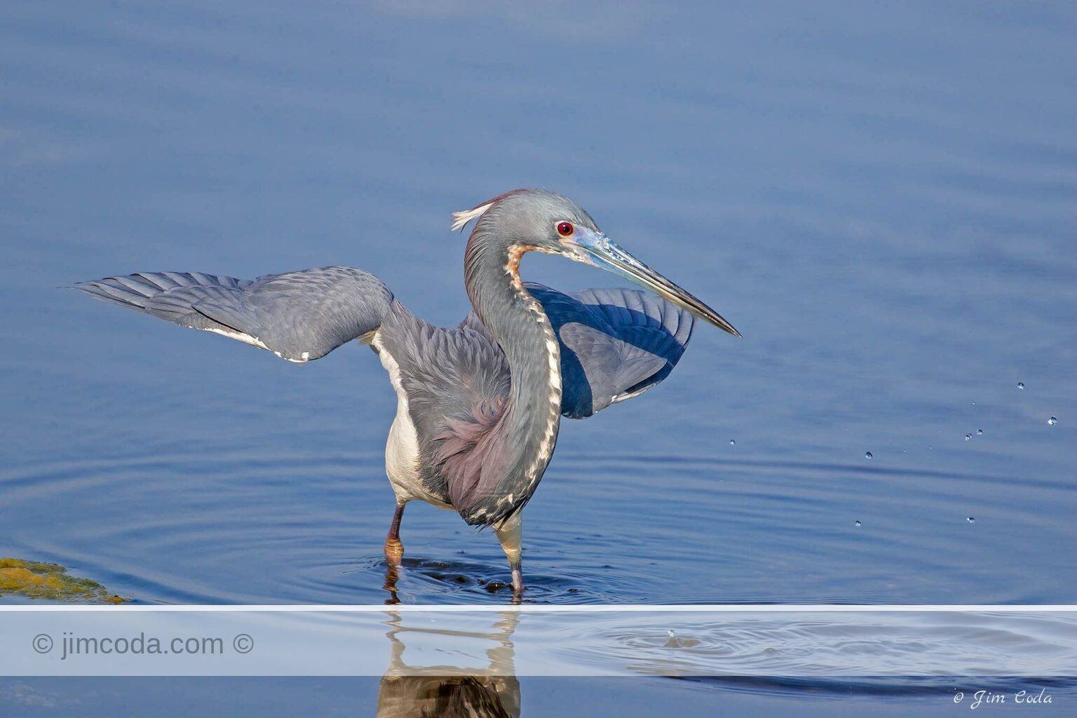 A tri-colored heron misses a fish in the Ding Darling National Wildlife Refuge.