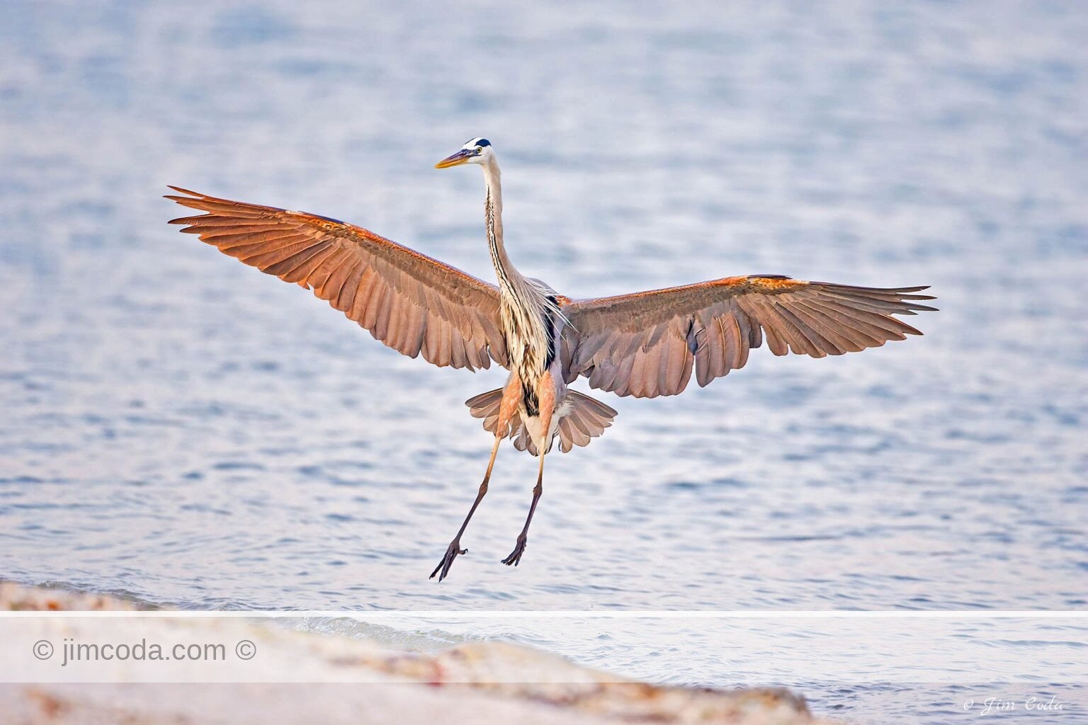 A great blue heron lands on the shore.