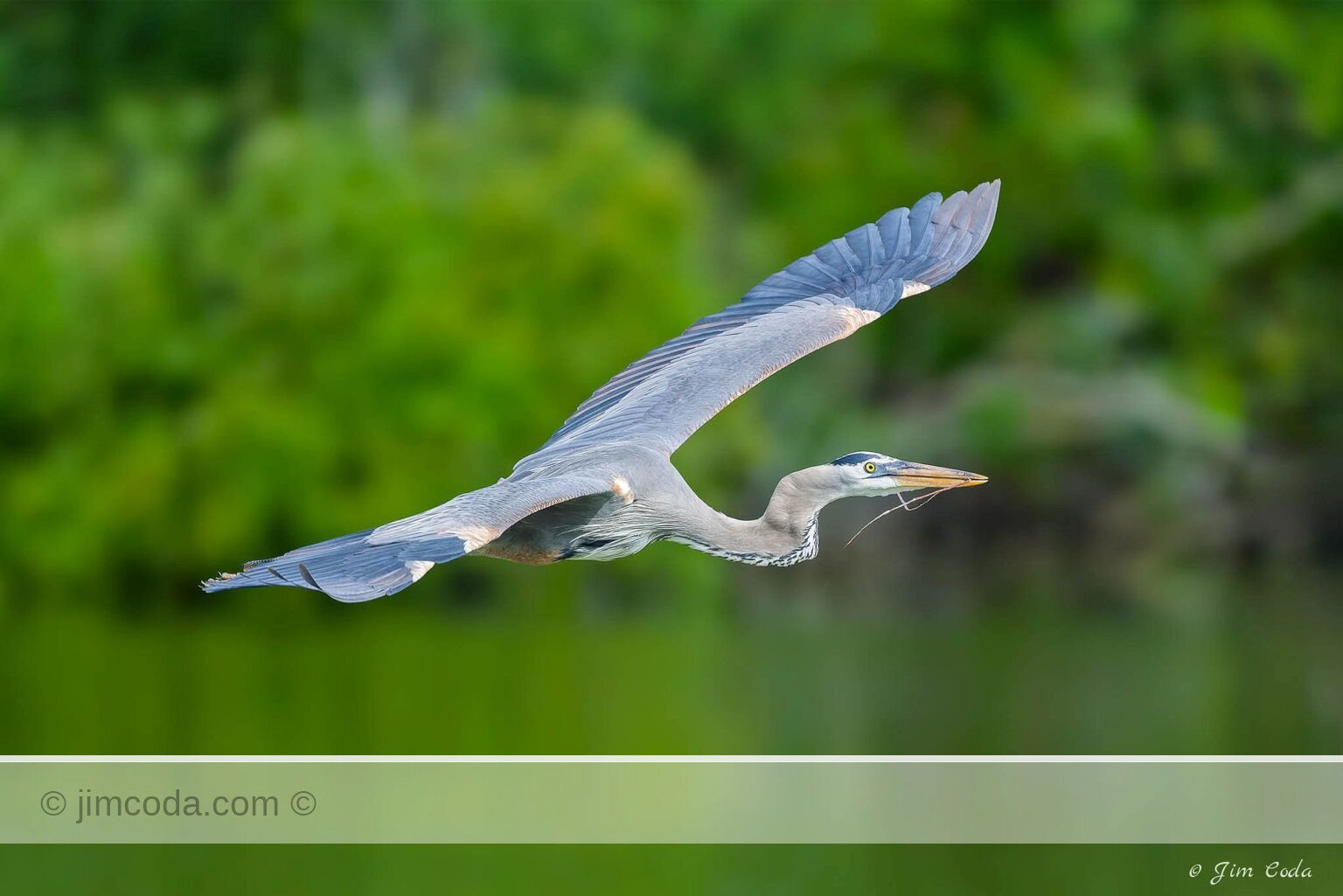 A great blue heron carries nest material to the nest at the Venice Rookery in Venice, Florida.