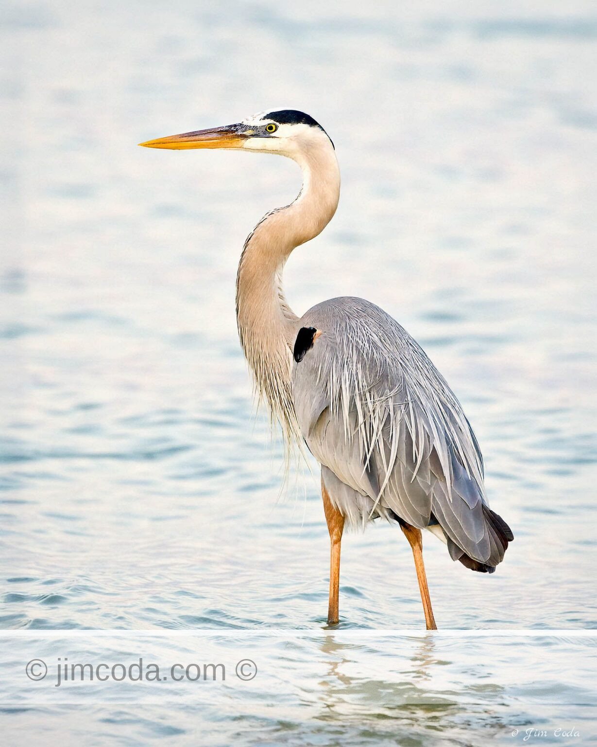 A great blue heron wades near shore on Carlos Bay.