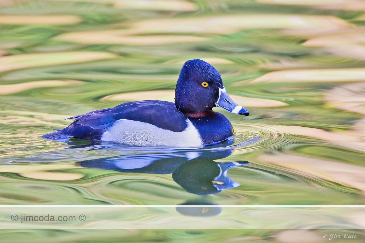 A ring-necked duck swims in a Golden Gate Park pond.