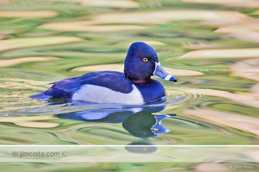 A ring-necked duck swims in a Golden Gate Park pond.
