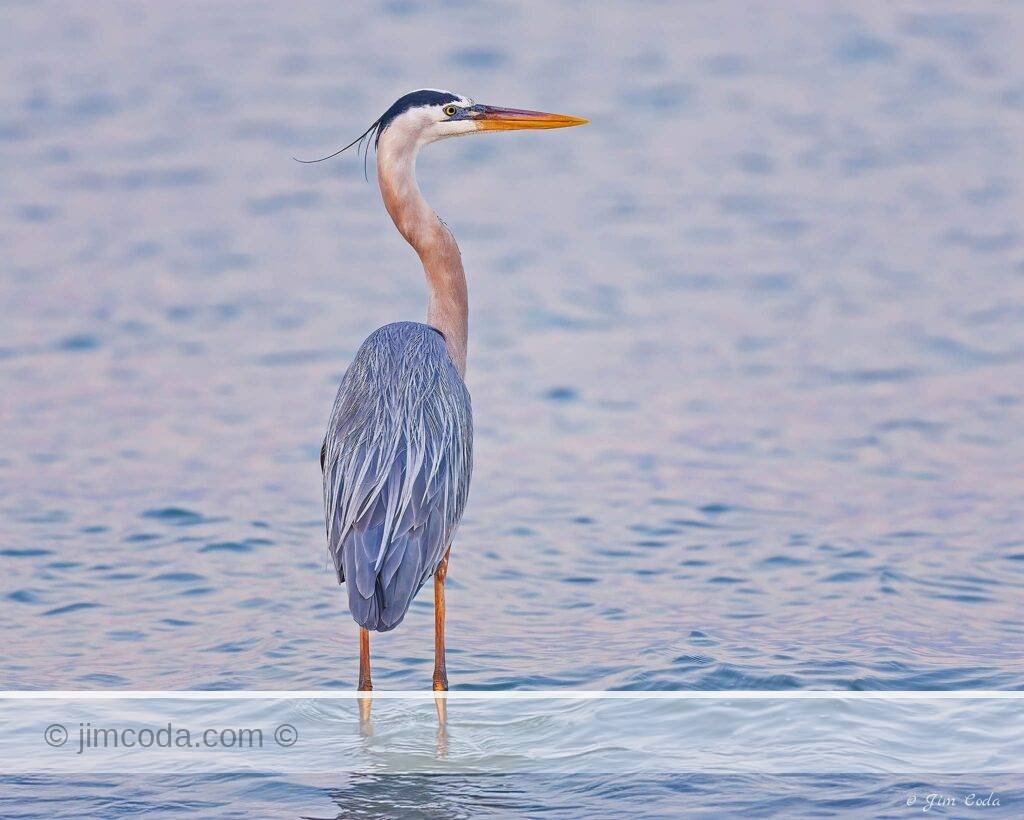 A great blue heron stands in the clear waters of San Carlos Bay, Florida.