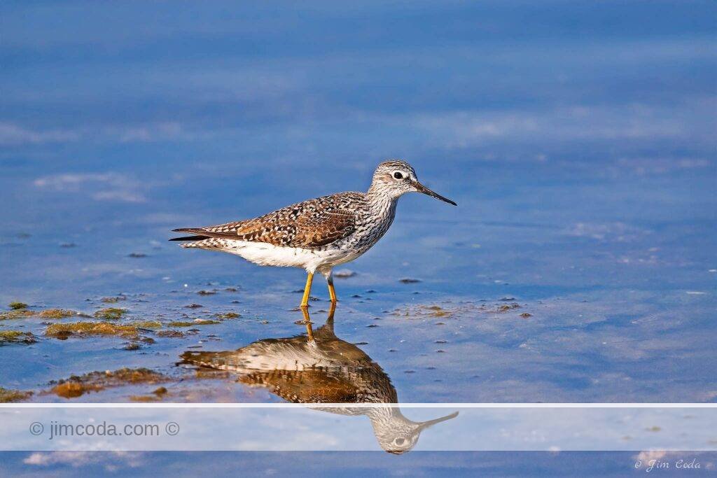 A greater yellowlegs shorebird hunts in Ding Darling National Wildlife Refuge, Florida.