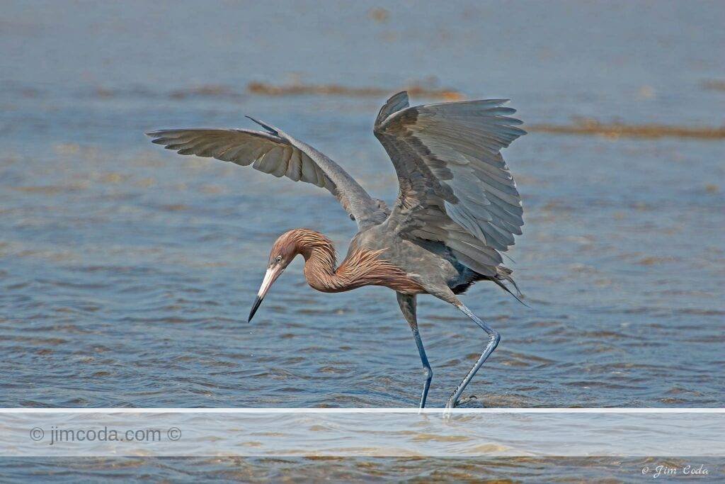 A reddish egret dances and spreads its wings in hunting for fish in the Ding Darling National Wildlife Refuge.