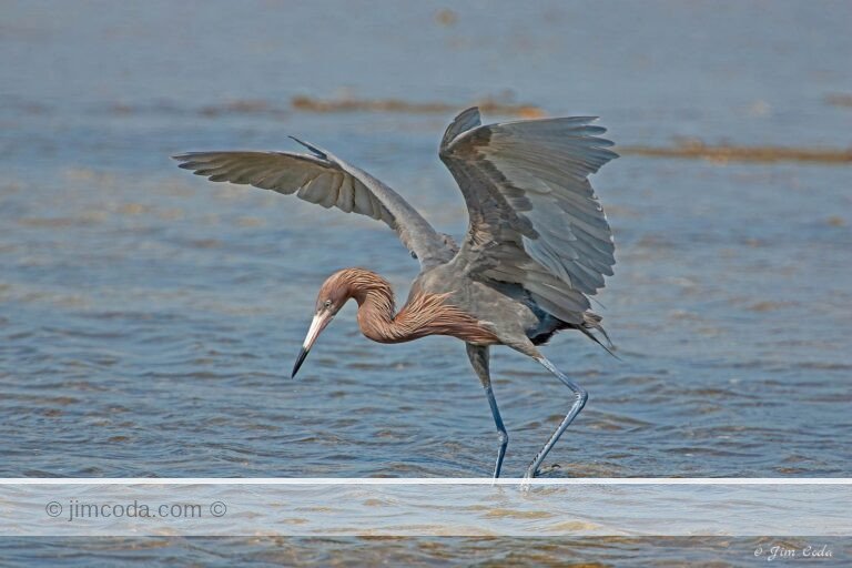 A reddish egret dances and spreads its wings in hunting for fish in the Ding Darling National Wildlife Refuge.