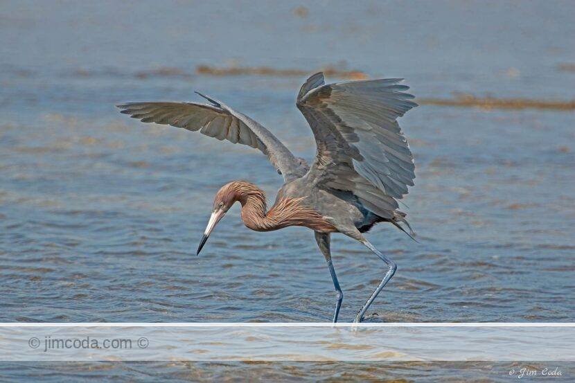 A reddish egret dances and spereads its wings in hunting for fish in the Ding Darling National Wildlife Refuge.