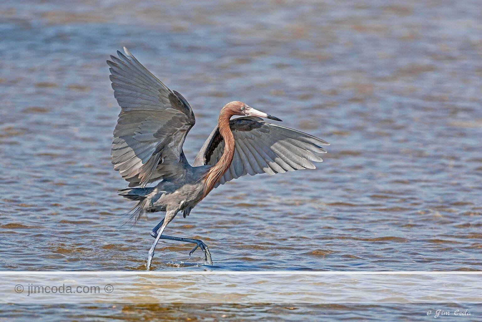 A reddish egret performs the reddish egret's unique dancing behaviour to catch fish in Ding Darling National Wildlife Refuge.