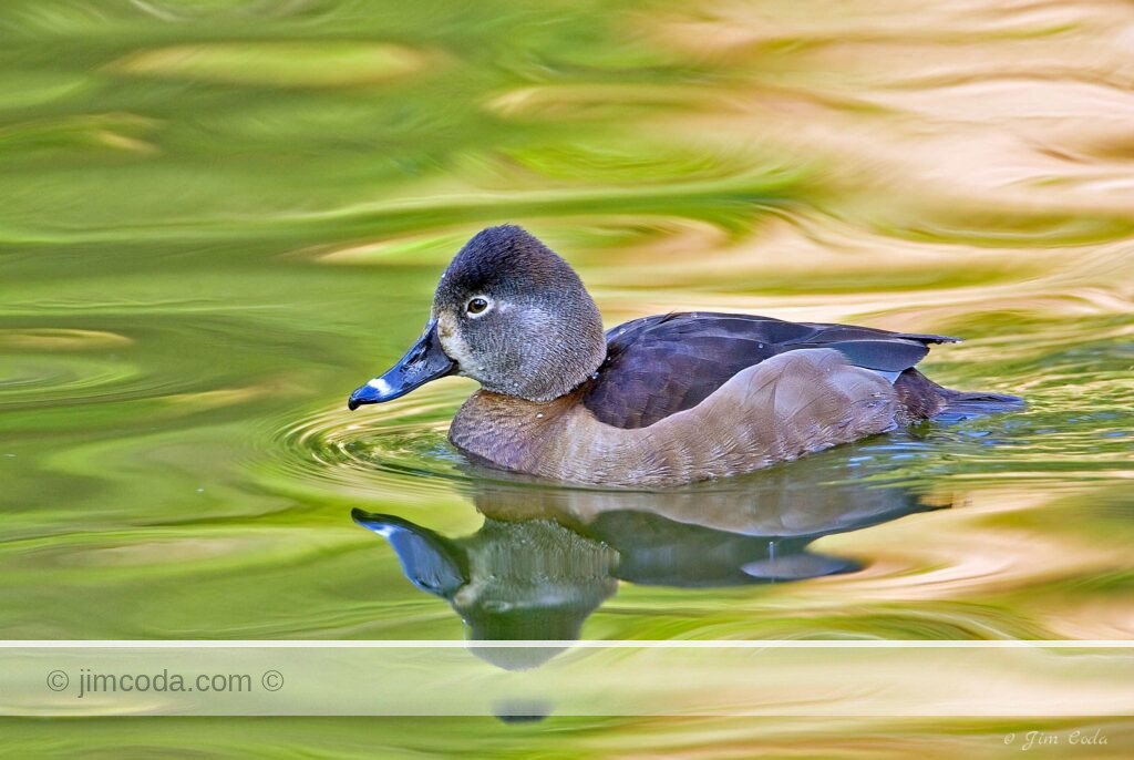 A female ring-necked duck swims in a small pond in Golden Gate Park in San Francisco.