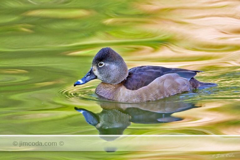 A female ring-necked duck swims in a small pond in Golden Gate Park in San Francisco.