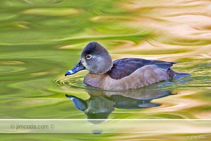 A female ring-necked duck swims in a small poond in Golden Gate Park in San Francisco.