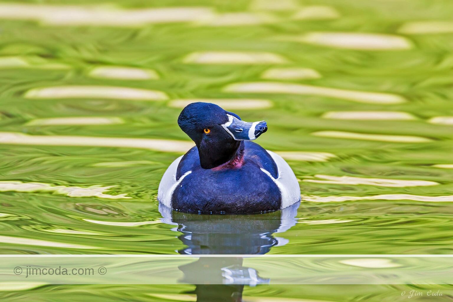 A male ring-necked duck swims toward the camera on Lloyd Lake.
