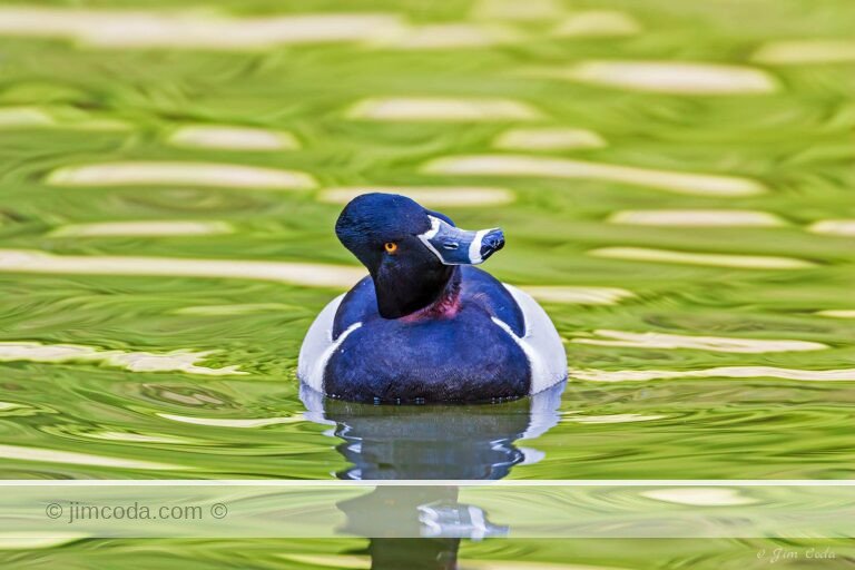 A male ring-necked duck swims toward the camera on Lloyd Lake.