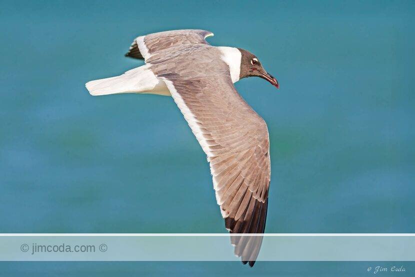 A laughing gull flies along the shore of Sanibel Island.