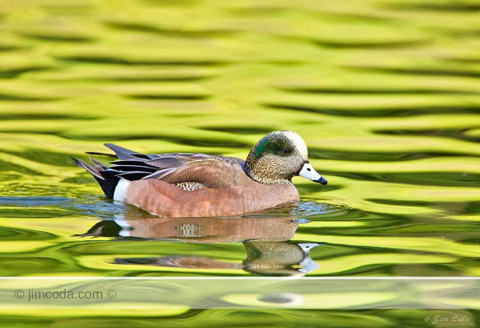 An American wigeon swims in one of the ponds in Golden Gate Park.