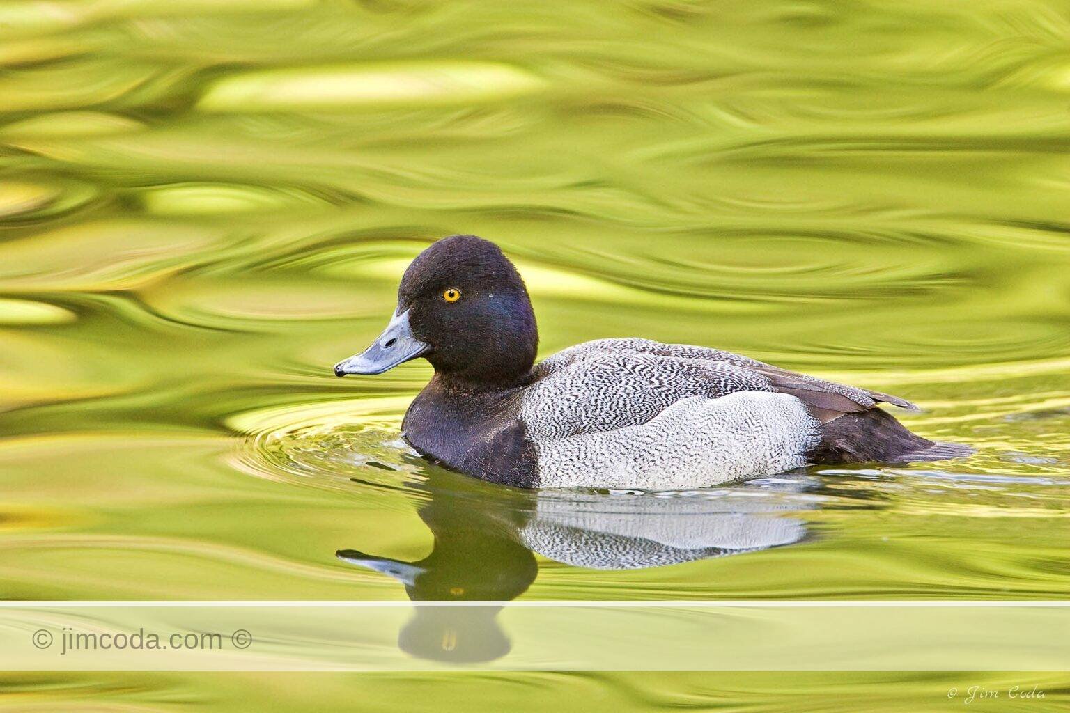 A lesser scaup swims in one of the ponds in Golden Gate Park.