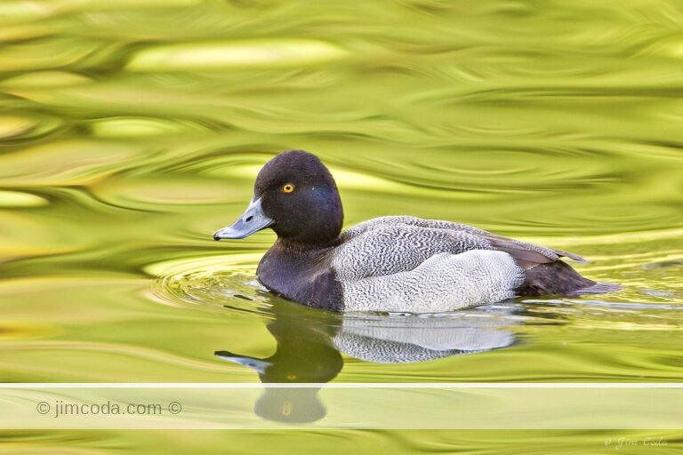 A lesser scaup swims in one of the ponds in Golden Gate Park.