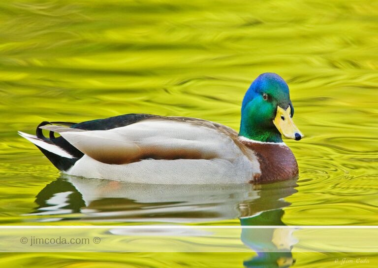 A drake mallard swims near the camera in Lloyd Lake, San Francisco.