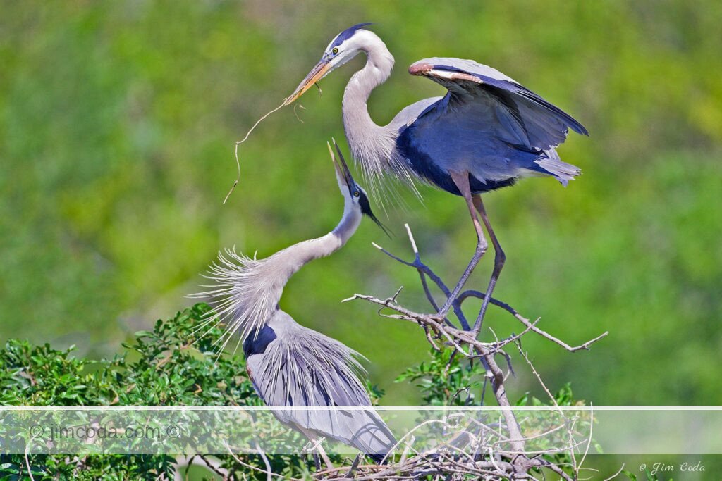 A male great blue heron passes a twig to his mate for the nest.