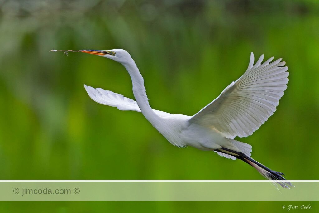 A great egret flies to the nest with nest material.