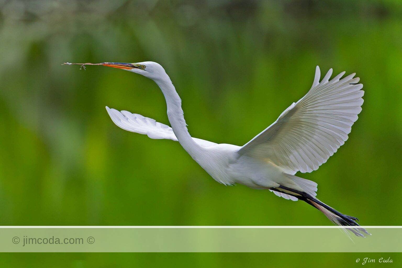 A great egret flies to the nest with nest material.